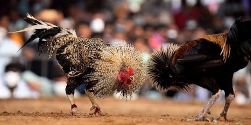 Bật mí mẹo chơi đá gà cựa tròn tốt nhất