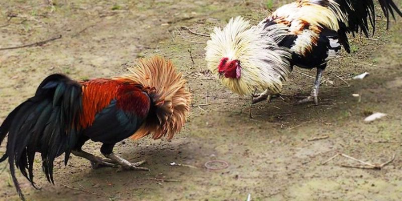 Các yếu tố ảnh hưởng đến gà màu gì đá hay nhất