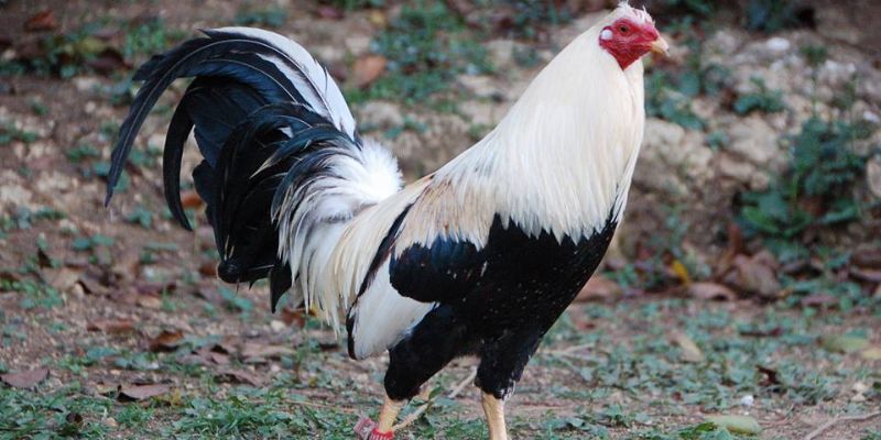 Cách chăm sóc gà đá đẹp phát triển khỏe mạnh
