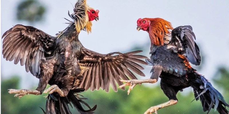 Đá Gà Cựa Tròn - Tiết Lộ Mẹo Chơi Trăm Trận Trăm Thắng