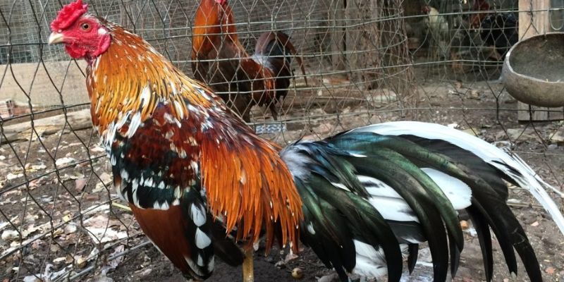 Điểm danh gà màu gì đá hay nhất hiện nay