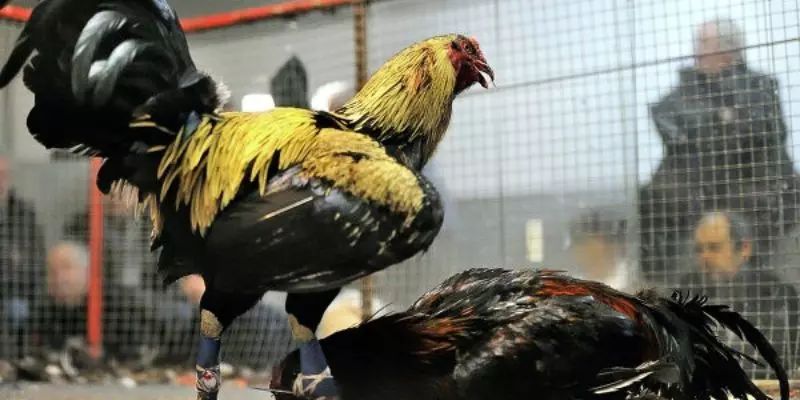 Giới thiệu một số nét chính về đá gà cựa tròn
