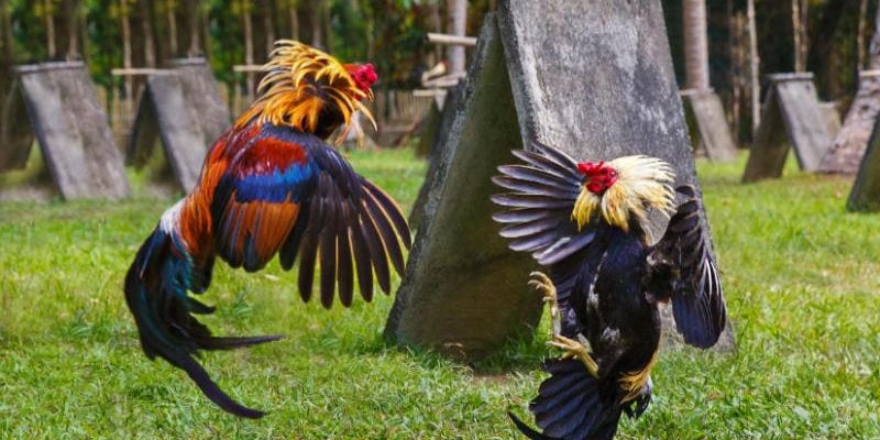 Hiểu đúng về lối gà chọi hay nhất hiện nay